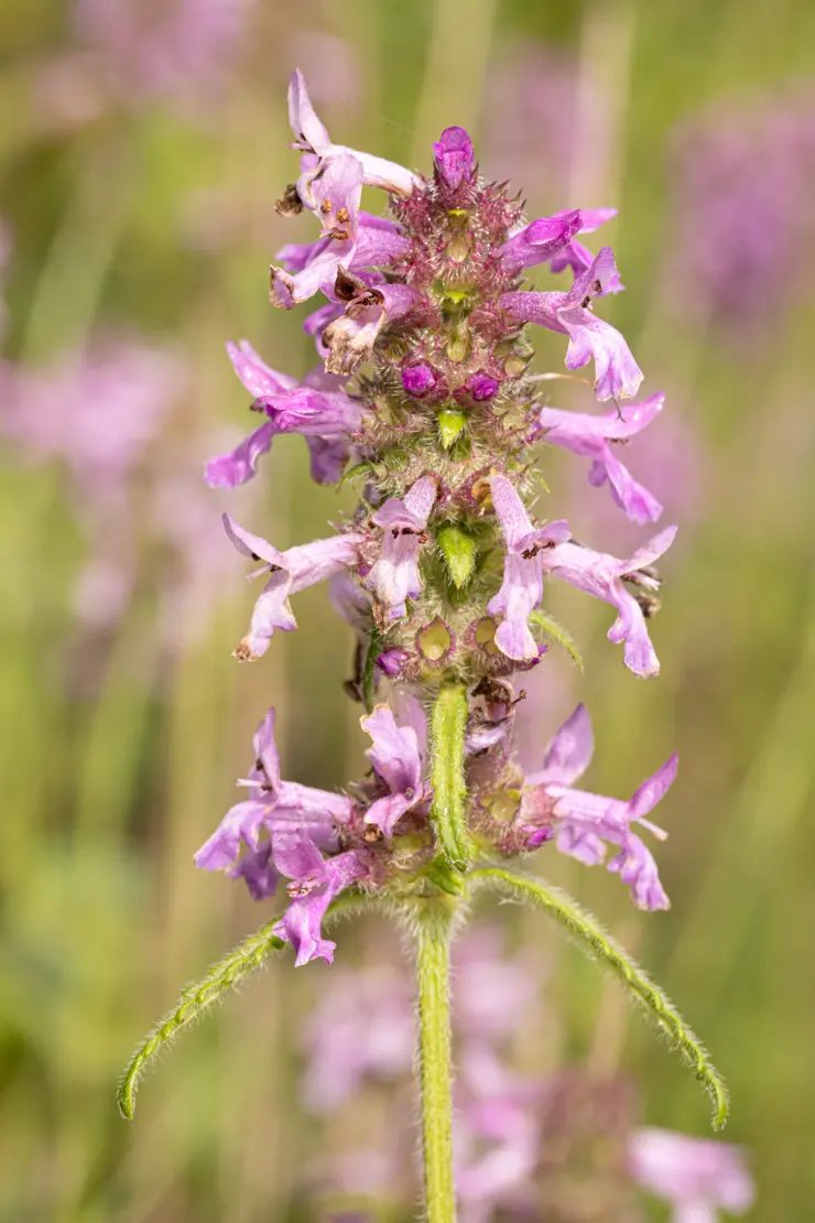 Echte Betonie (Stachys officinalis) [2]